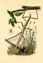 Laufkrabbenspinne